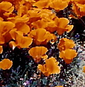 Antelope Valley Wildflowers