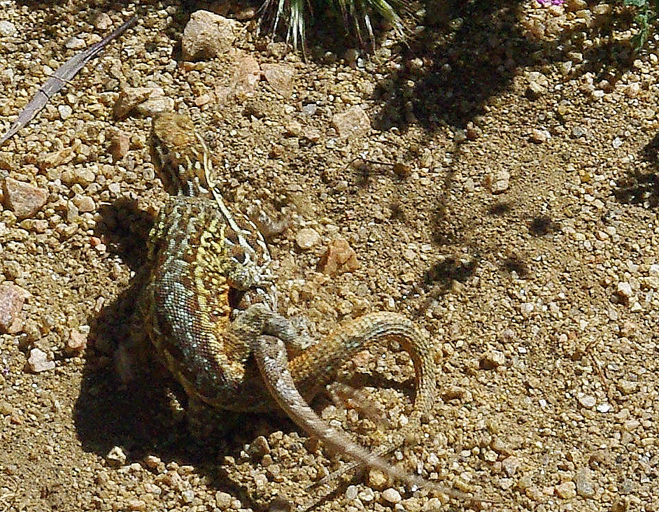 April 19, 2010: Mating Common Side-Blotched Lizards