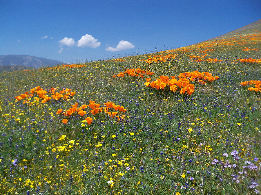 April 19, 2010: Gorman Hills