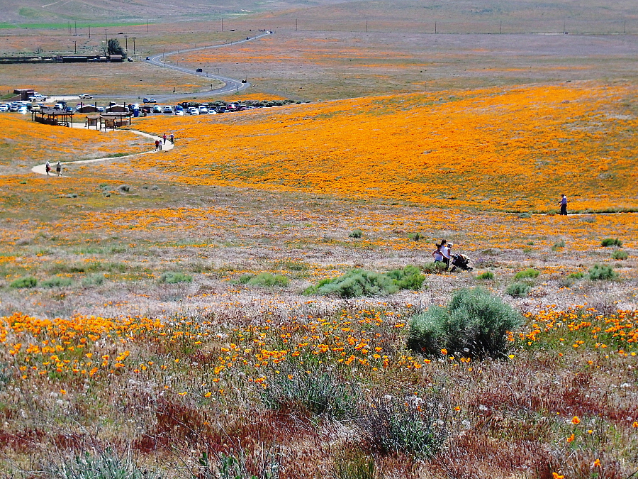 April 19, 2010: CA Poppy Preserve