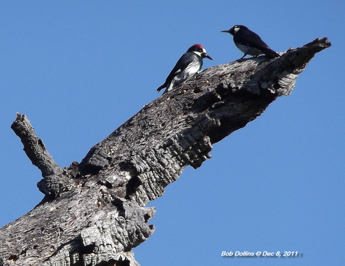 CA  Acorn Woodpeckers, Click for detailed Info