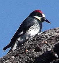 Acorn Woodpeckers, click for more details