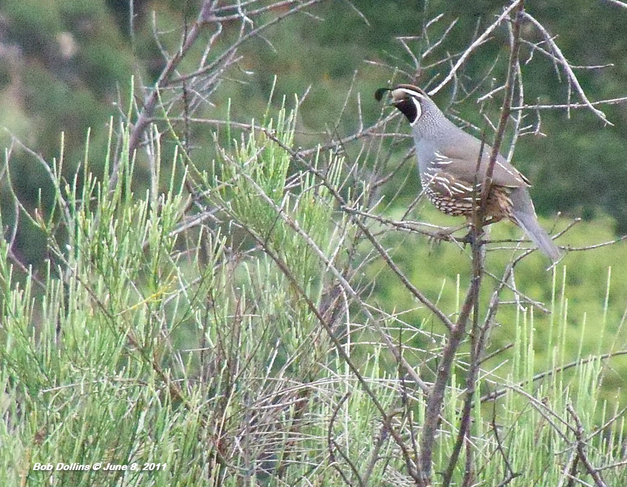 California Quail, Click for detailed Info