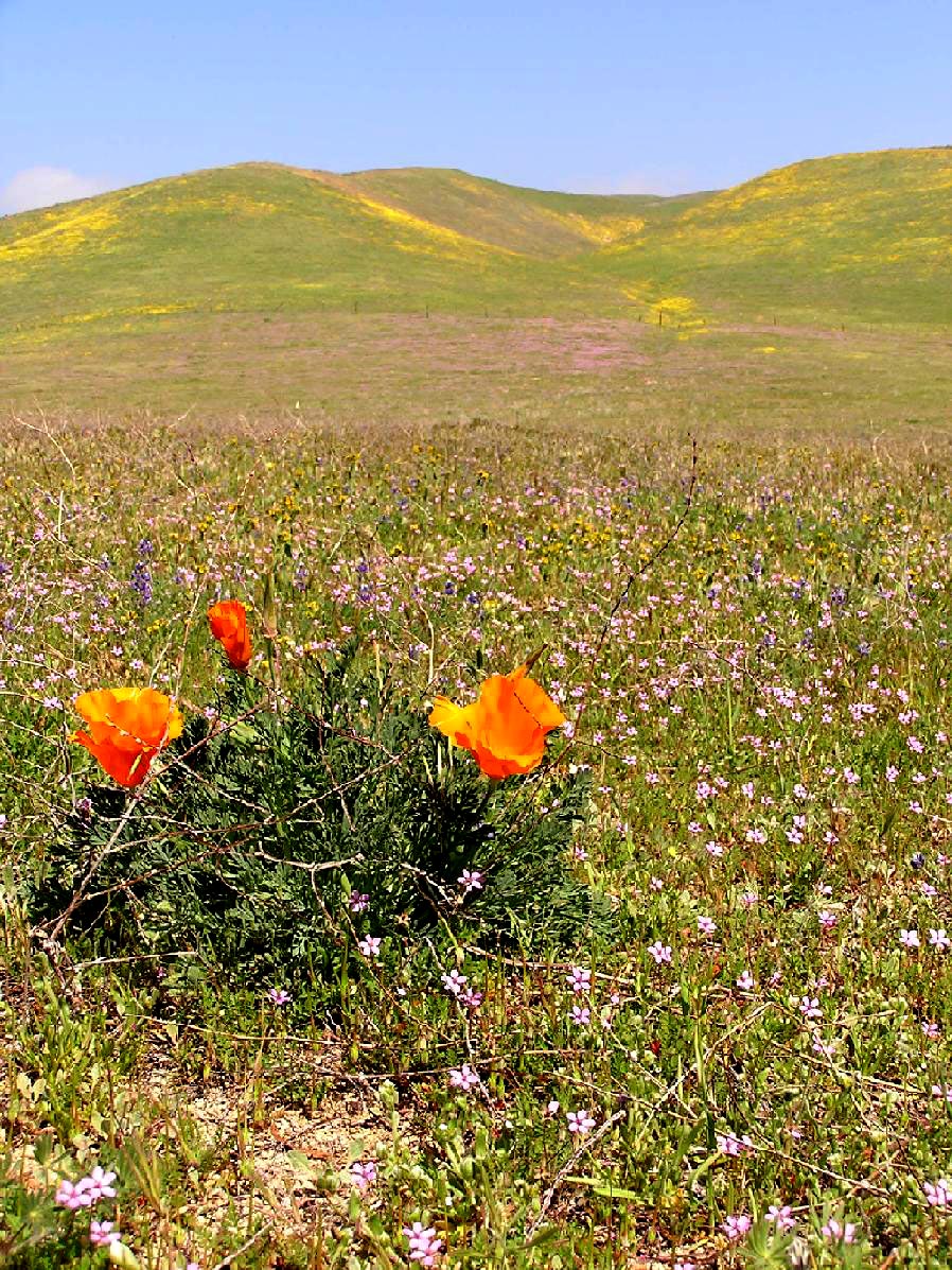 May 2005 - Gorman Hills