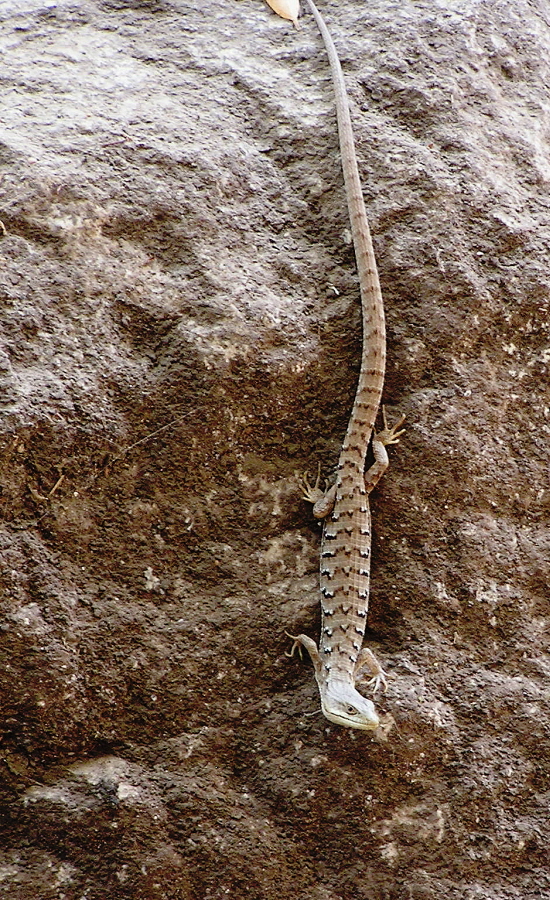San Diego Alligator Lizard, Click for detailed Info