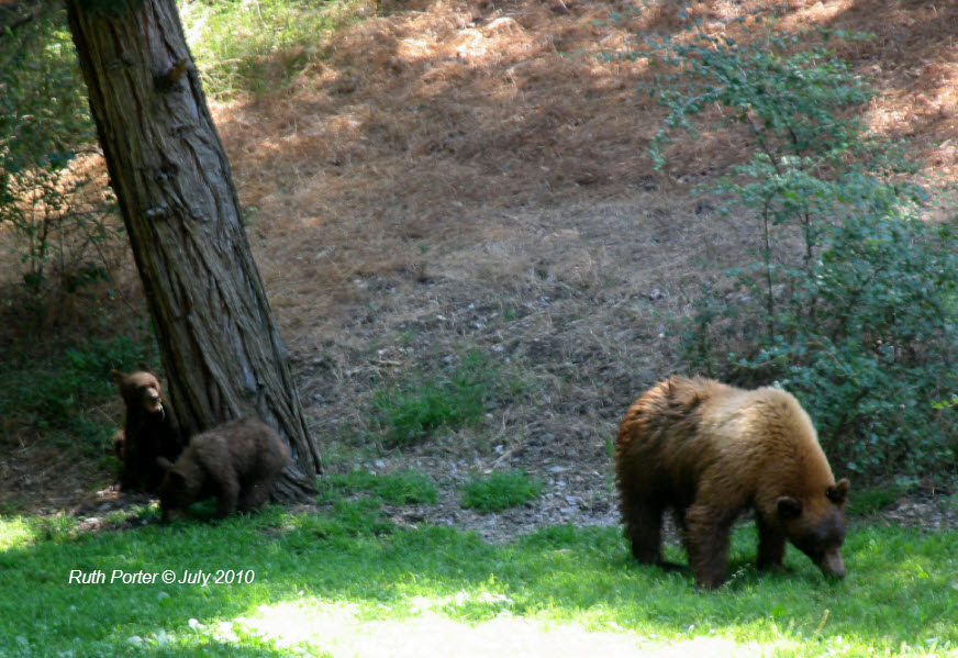 California Black Bear, Click for detailed Info