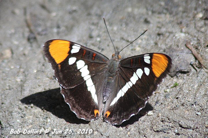 California Sister Butterfly, Click for detailed Info