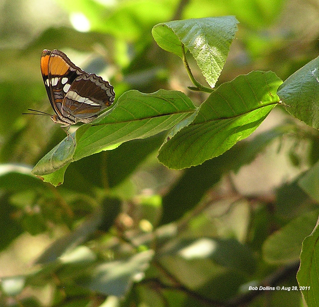 California Sister Butterfly, Click for detailed Info