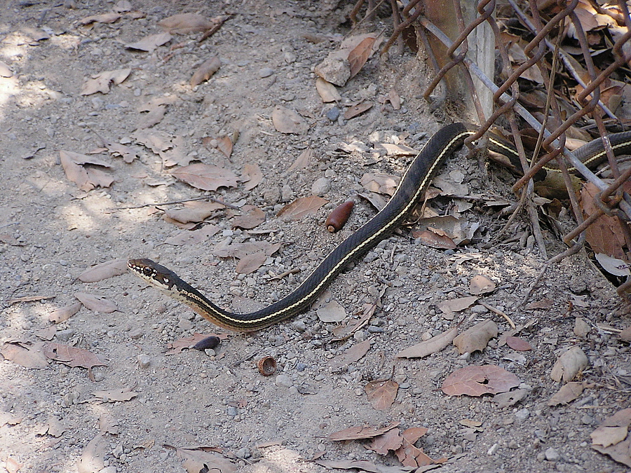 Calif Striped Racer, Click for detailed Info