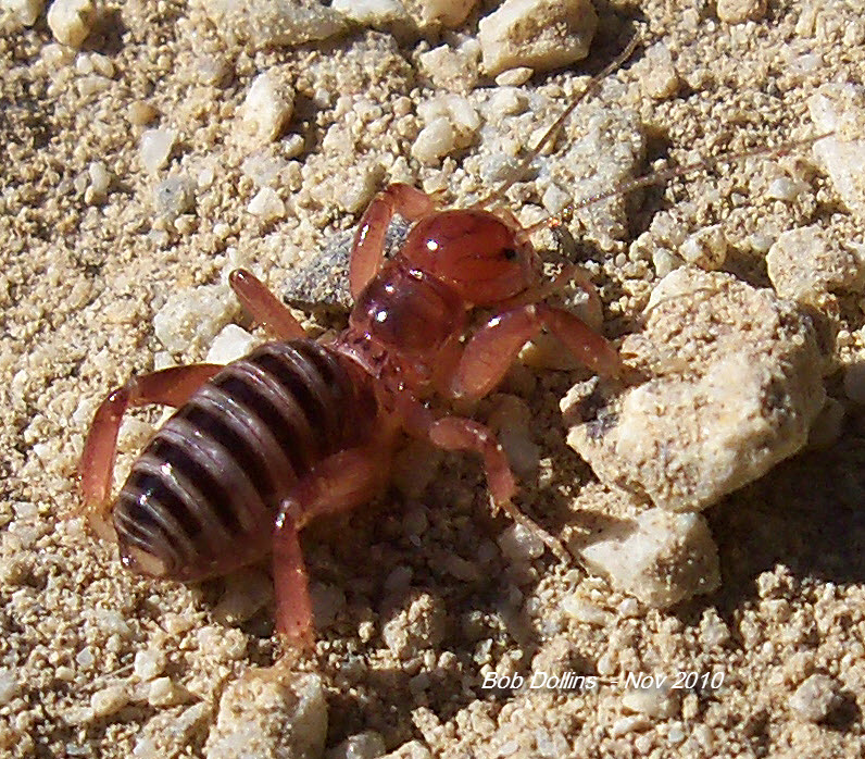 Jerusalem Cricket, Click for detailed Info