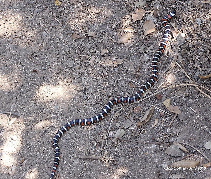California Mountain King Snake, Click for detailed Info
