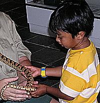 Gopher Snake