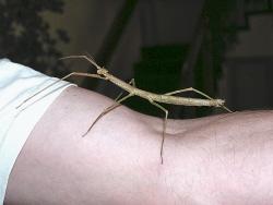 Walking Stick