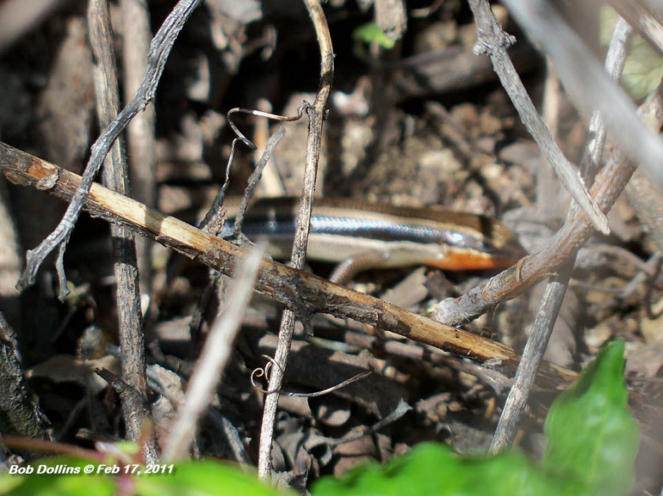 Skilton's Skink, Click for detailed Info