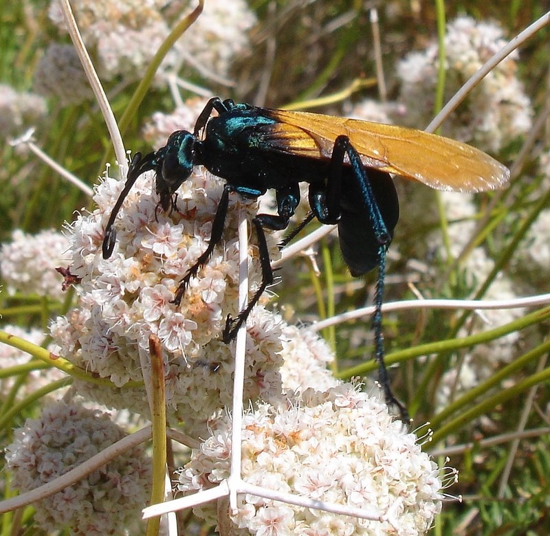 Tarantula Hawk Wasp, Click for detailed Info