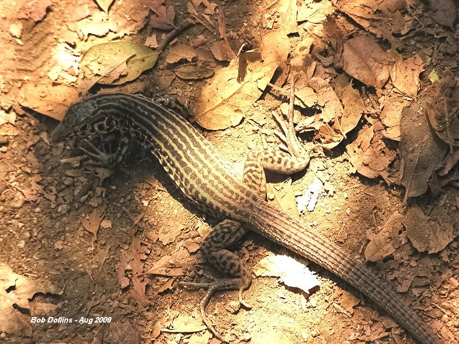 Coastal Whiptail, Click for detailed Info