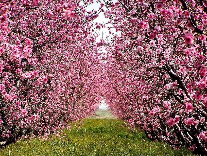 May 2005 - Antelope Valley Cherry Orchard Blossoms