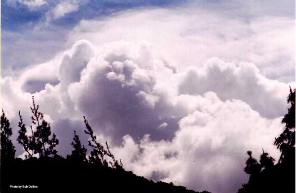 Samson The Hot Tub Bear Monument