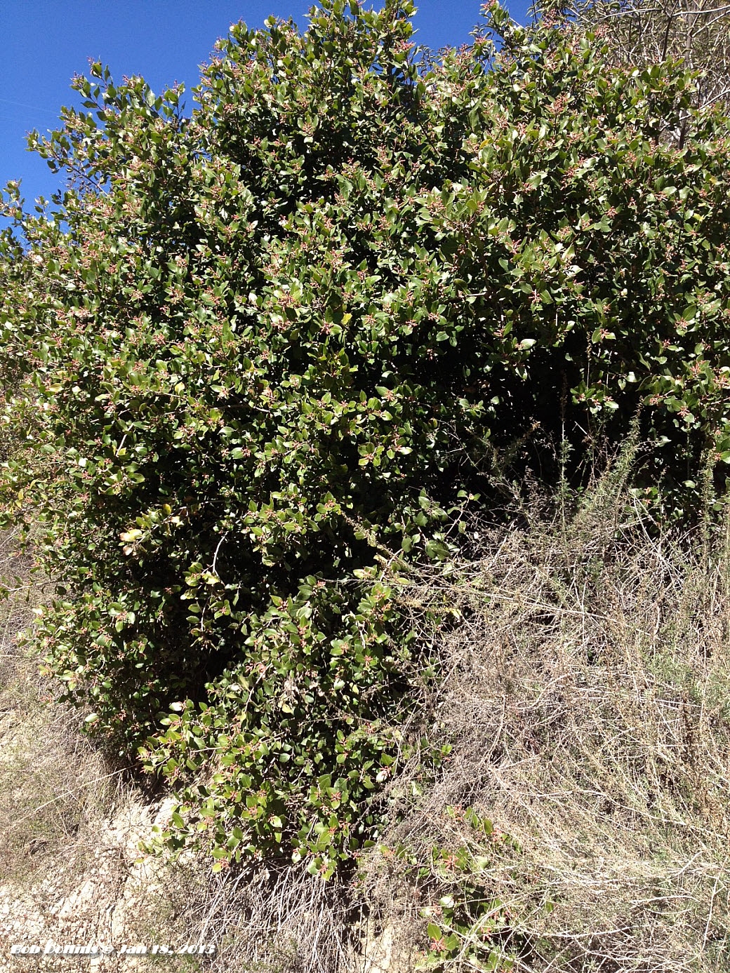 Monrovia Canyon Park Lemonade Berry