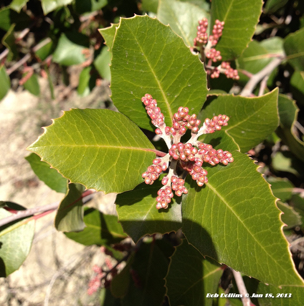 Monrovia Canyon Park Lemonade Berry